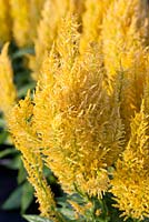 Celosia plumosa 'Century Yellow'