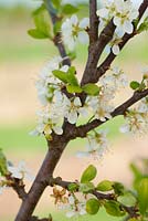 Prunus domestica 'Lawson's Golden' in blossom