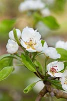 Pyrus communis 'Pitmaston Duchess' pear tree in blossom 