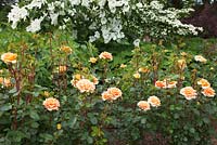 Rosa Welwyn Garden Glory 'Harzumber' and Cornus Venus 'Kn30-8' at RHS Wisley
