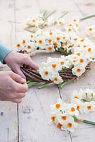 Securing Narcissi 'Geranium' to wreath using string