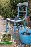 An old wooden chair, compost and a tray of Thymus praecox - Red Creeping Thyme