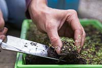 Removing Thymus praecox - Red Creeping Thyme plugs from tray