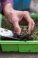 Removing Thymus praecox - Red Creeping Thyme plugs from tray