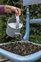 Watering Thymus praecox - Red Creeping Thyme plugs