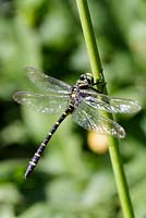 Cordulegaster boltonii - Golden Ringed Dragonfly 