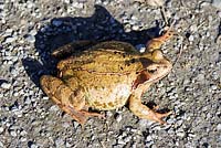 Rana temporaria - The Common Frog 