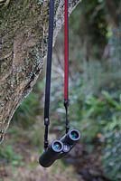 Binoculars hanging from tree on bird watching trip
