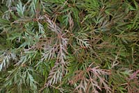 Acer palmatum dissectum 'Orangeola'