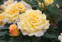 Rosa 'Sunny Sky' Koraruli. Rose of the year 2016