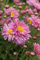 Chrysanthemum 'Vagabond Prince', a hardy and vigorous grower with semi-double flowers, October.