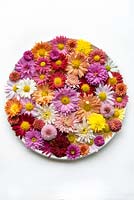 Floating in a bowl of shallow water, a display of colourful hardy chrysanthemum blooms.