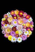 Floating in a bowl of shallow water, a display of colourful hardy chrysanthemum blooms.
