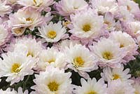 Chrysanthemum 'Garden Mums'