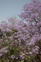 Jacaranda blossom and seed pods 