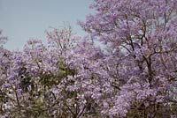  Jacaranda trees in blossom and seed pods