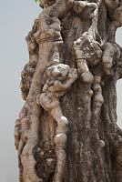 Ficus carica trunk - fig 