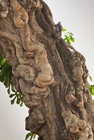Ficus carica trunk - fig