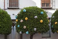 Citrus aurantium adorned with coloured paper lanterns in white painted courtyard