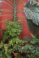 Alocasia, Asplenium nidus, Fatsia japonica and Monstera deliciosa against red painted wall, Cordoba, Spain