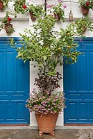 Citrus aurantium and pelargoniums in terracotta pots on white patio wall and in between blue doors, Cordoba, Spain