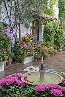 Hydrangea plants surrounding water fountain in courtyard garden, Cordoba, Spain