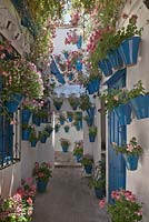 Pelargoniums and petunias in blue painted pots on white house walls in courtyard garden, Cordoba, Spain