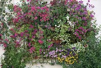 Massed display of colourful summer bedding plants and climbers in front window in white painted wall of house, Cordoba, Spain