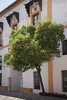 Citrus aurantium tree in front of classic spanish building, Seville, Spain
