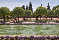 Clipped standard orange trees, ornamental pool and bedding plants - Cordoba, Spain