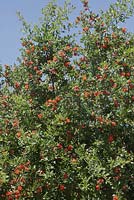 Punica granatum tree in flower - pomegranates
