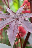 Ricinus communis 'Carmencita' leaf - august
