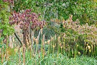 Cornus x dunbarii underplanted with Kniphofia rooperi in Autumn, Sir Harold Hillier Gardens, Hampshire