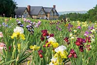 Claire Austin's National Collection of Bearded Irises, overlooked by her home in the Welsh hills.
