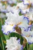 Iris 'Queens Castle', a tall bearded iris with white standards above white ruffled falls edged in violet, and orange beards. Flowers in June.