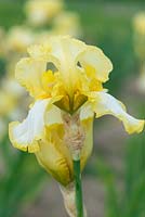Iris 'Godfrey Owen', a tall lemon-scented, bearded iris with yellow standards above frilly white falls edged in yellow. Flowers from May.