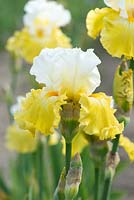 Iris 'Kissed by the Sun', a tall bearded iris with white standards above ruffled yellow falls and beard. Flowers from May.