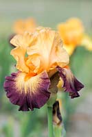 Iris 'Jazz Band', a tall bearded iris with apricot coloured standards above falls edged in maroon, and orange beards. Flowers from May.
