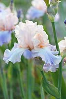 Iris 'Celebration Song', a tall bearded iris with soft apricot pink standards, lavender-blue falls and orange beards. Flowers from May.