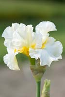 Iris 'Princess Bride', a slightly scented mid season creamy white bearded iris with thick deep orange-yellow beards.