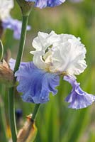 Iris 'Stairway to Heaven', a bearded iris with creamy white standards flushed with lavender, deep lavender-blue falls and white beards just touched with yellow.