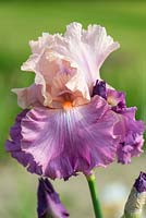 Iris 'Sweet Musette', a tall bearded iris with tangerine beards and light pink-lavender standards.