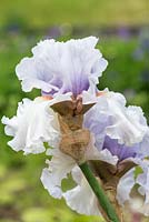 Iris 'Fogbound', a mid season bearded iris with pale lavender standards, white falls and tangerine beards.