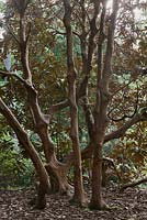 Mature rhododendron trunks - June, Clyne Gardens, Swansea, Wales