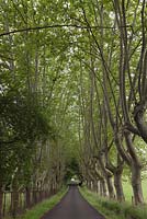 Platanus avenue - plane trees - July, Southern France