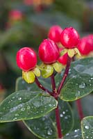 Hypericum 'Miracle Attraction'