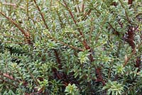 Podocarpus x lawrencei alpinus 'Chocolate Box'