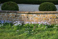 Anemone apennina with Fritillaria meleagris beneath a low stone wall, clipped Buxus balls behind