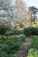 Woodland walk with Magnolia 'Merrill' and Helleborus and Viburnum davidii