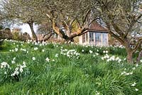 Narcissus 'Pheasant's Eye's naturalised on a grass bank under old fruit trees, Summerhouse at top looking out over the kitchen garden